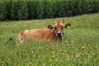 Sielska sceneria wokół agroturystyki Atma – krowa odpoczywająca na zielonej łące, symbol spokoju i bliskości z naturą.