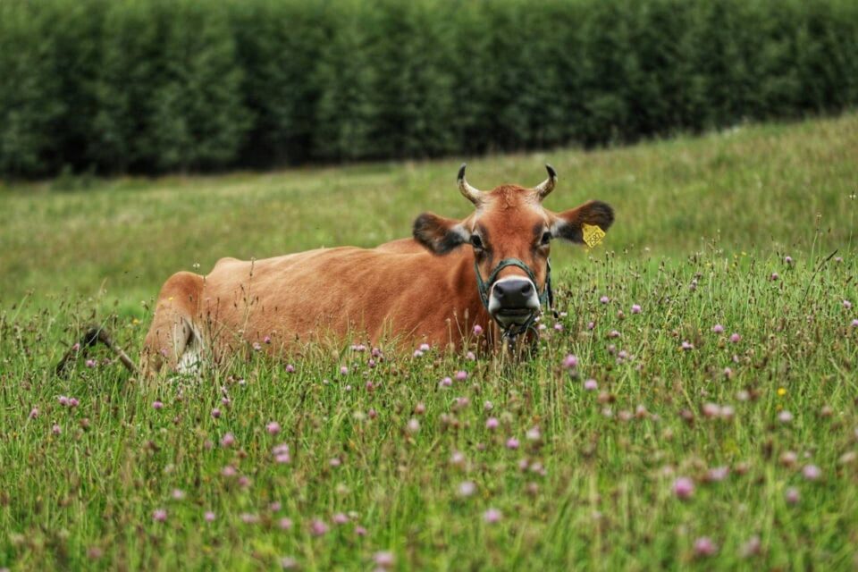 Sielska sceneria wok&oacute;ł agroturystyki Atma &ndash; krowa odpoczywająca na zielonej łące, symbol spokoju i bliskości z naturą.