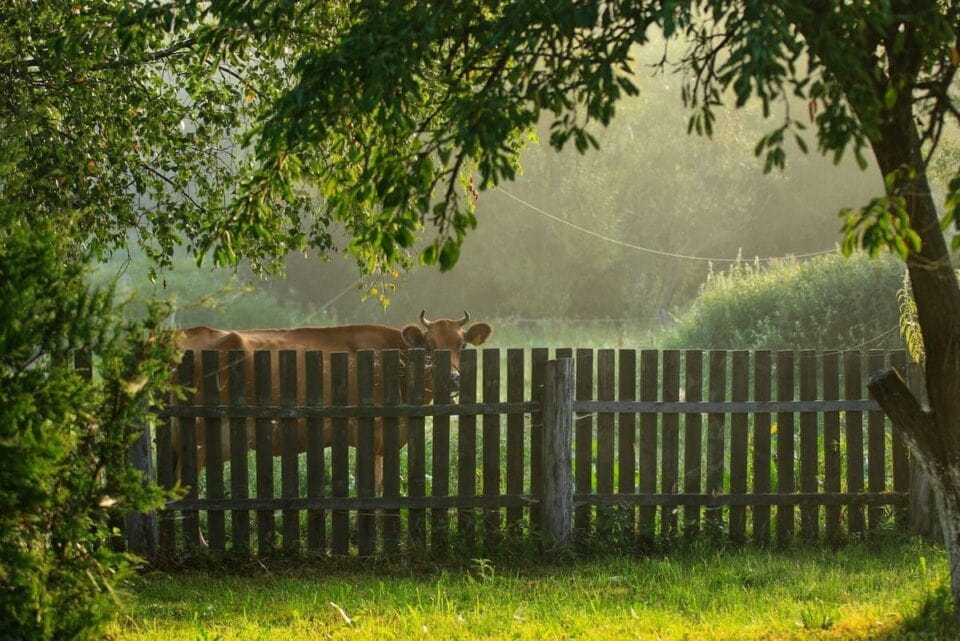 Krowa stojąca za drewnianym płotem wśr&oacute;d zieleni, oświetlona porannym światłem &ndash; sielski krajobraz wok&oacute;ł agroturystyki Atma.