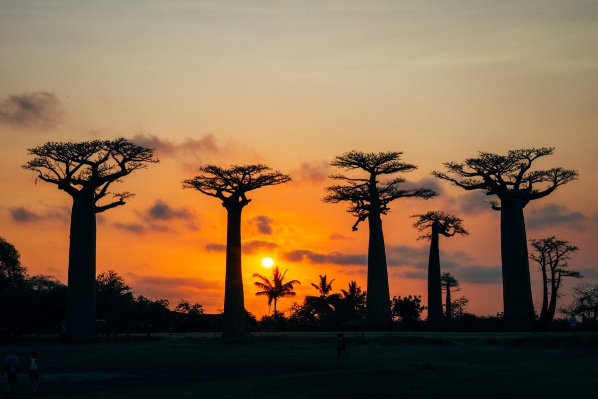 Aleja Baobabów o zachodzie słońca – symbol Madagaskaru