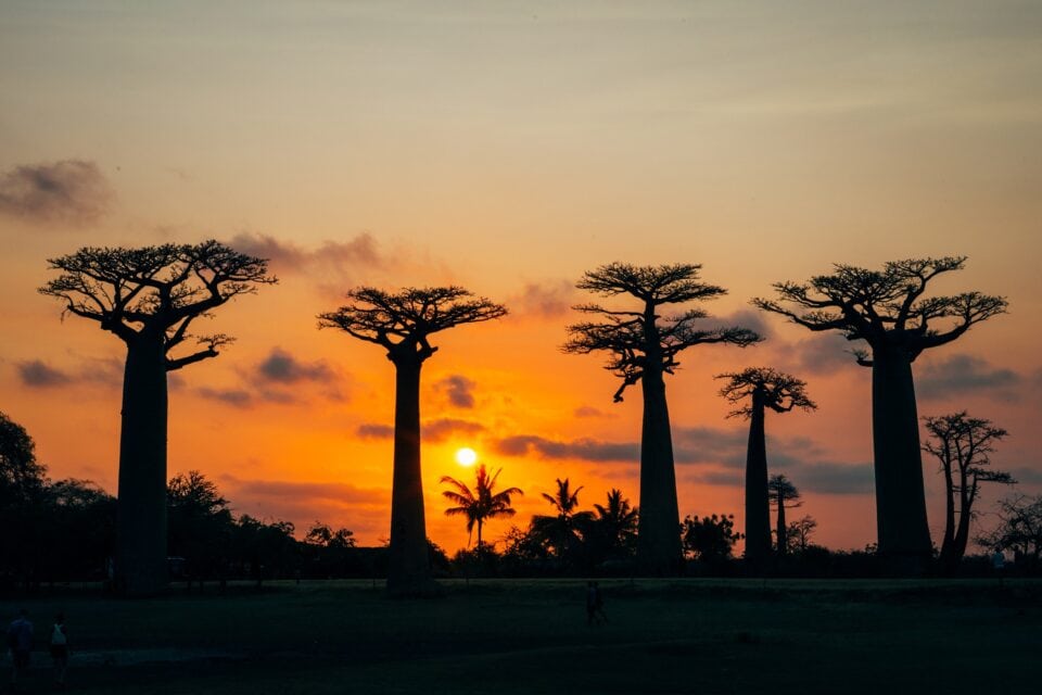 Aleja Baobabów o zachodzie słońca – symbol Madagaskaru