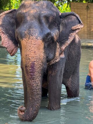 Słoń stojący w wodzie w Bangkoku w Tajlandii.