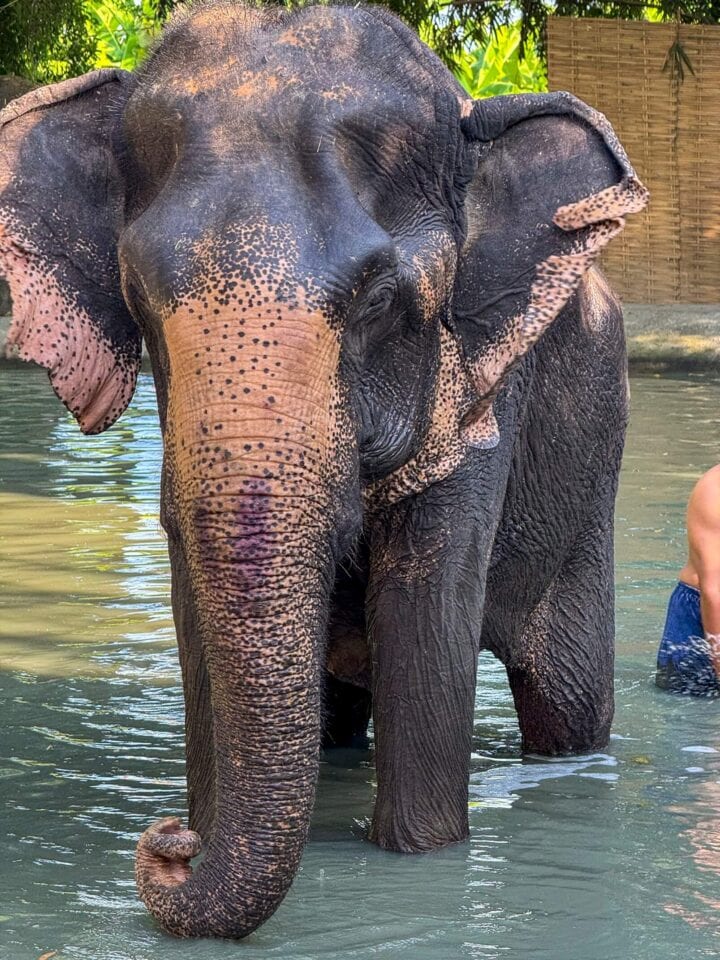 Słoń stojący w wodzie w Bangkoku w Tajlandii.
