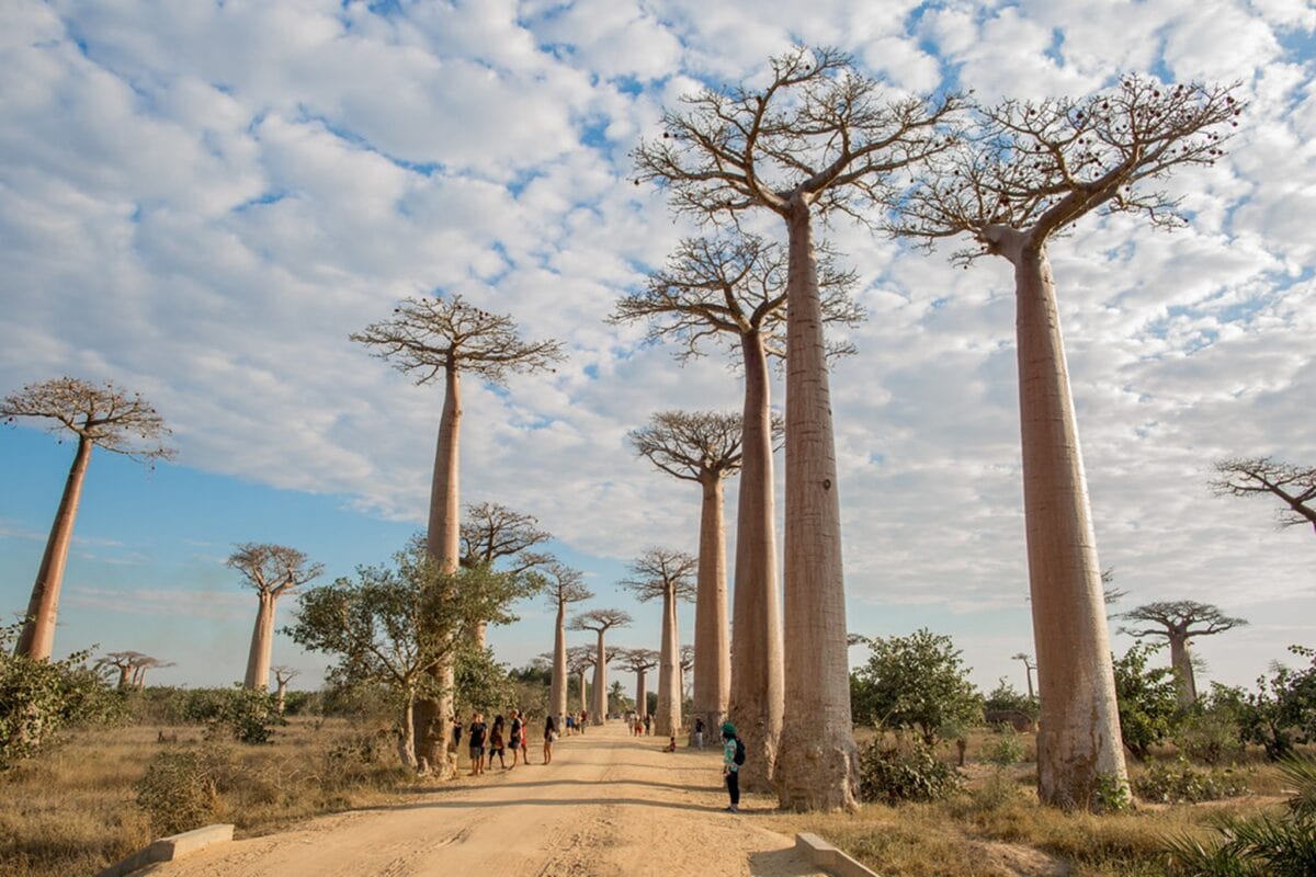 Baobaby w Morondava – słynna Aleja Baobabów na Madagaskarze
