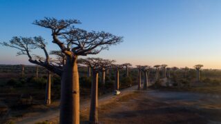 Baobaby w Morondava – słynna Aleja Baobabów na Madagaskarze
