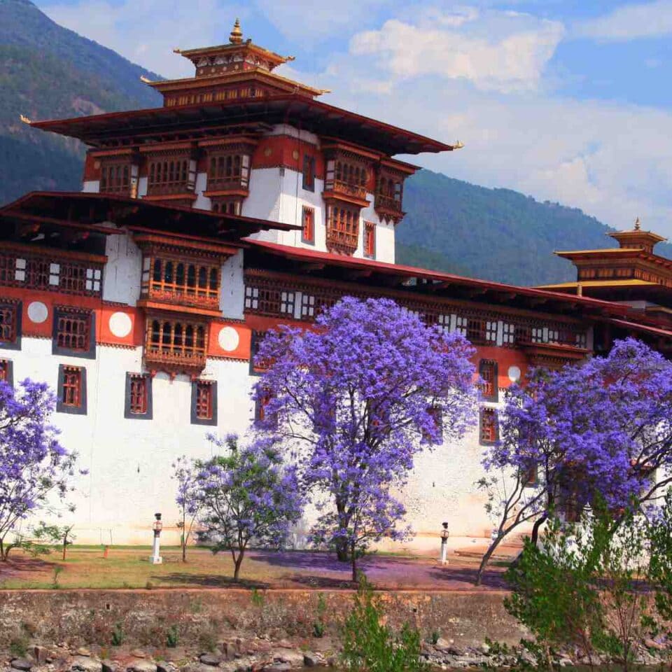 Klasztor Punakha Dzong w Bhutanie otoczony fioletowymi drzewami jacaranda na tle gór.