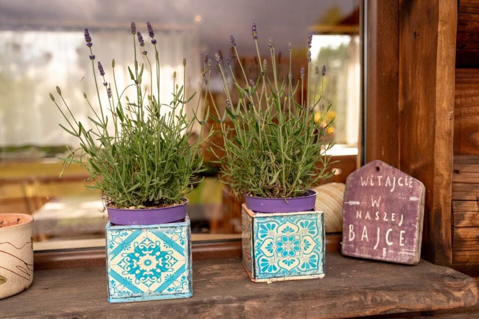 Lawenda w ozdobnych donicach przed drewnianym domkiem