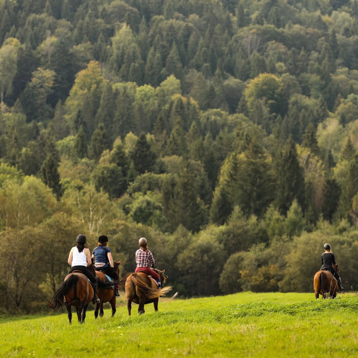 Grupa osób jadących konno po zielonej łące w otoczeniu gęstego lasu