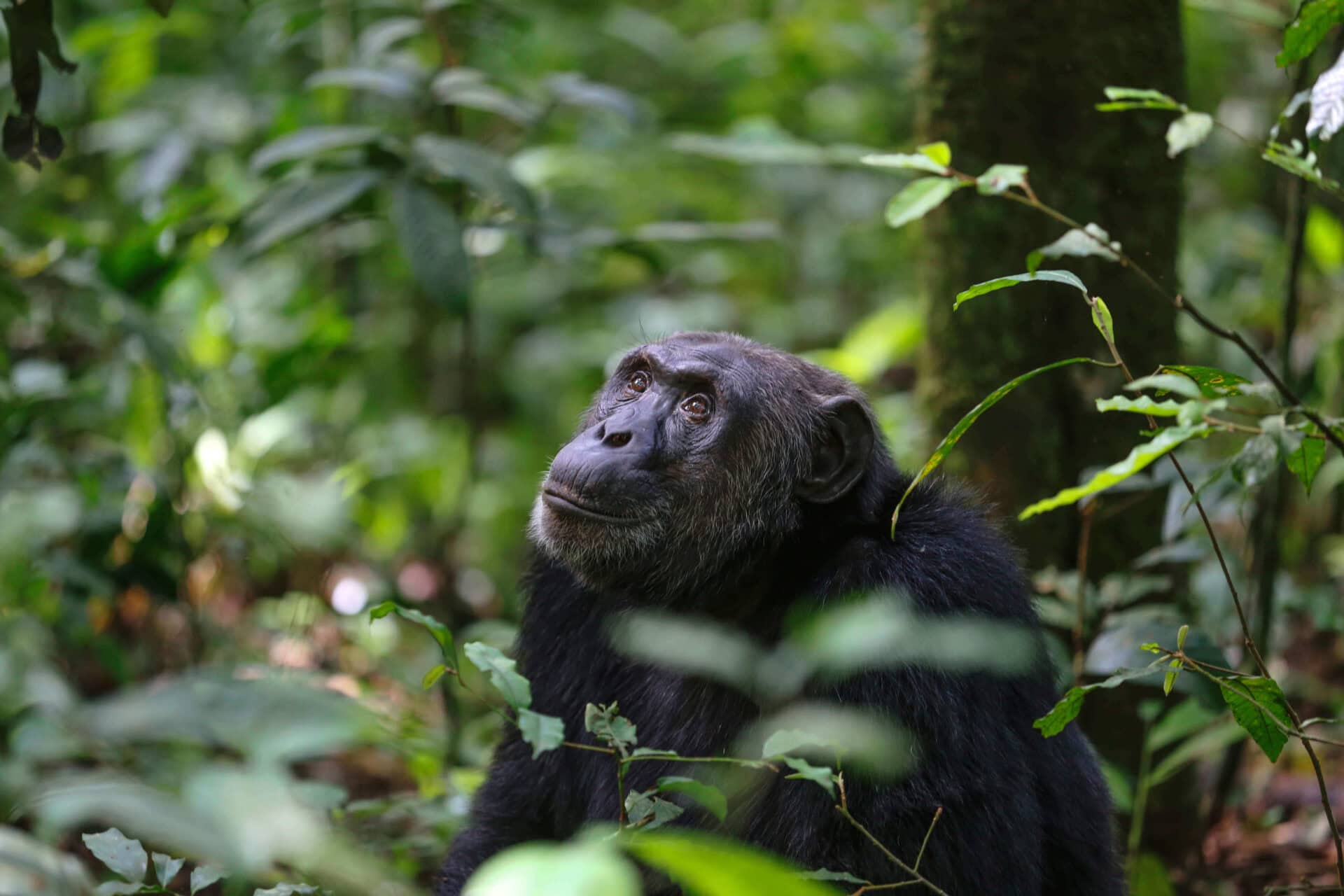 Szympans patrzący w korony drzew w lesie deszczowym Kibale w Ugandzie – bliskie spotkanie z naczelnymi w dżungli.