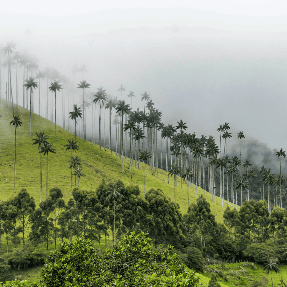 Mglista Dolina Cocora z wysokimi palmami woskowymi na zboczach zielonych wzgórz – charakterystyczny krajobraz regionu Andów.