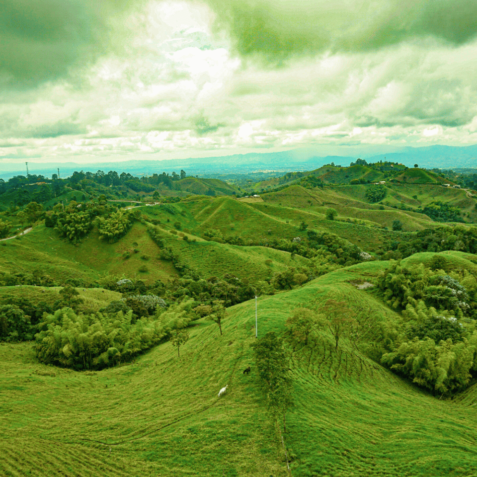 Soczyście zielone wzgórza regionu Eje Cafetero pokryte roślinnością i rozrzuconymi zabudowaniami, pod pochmurnym niebem.