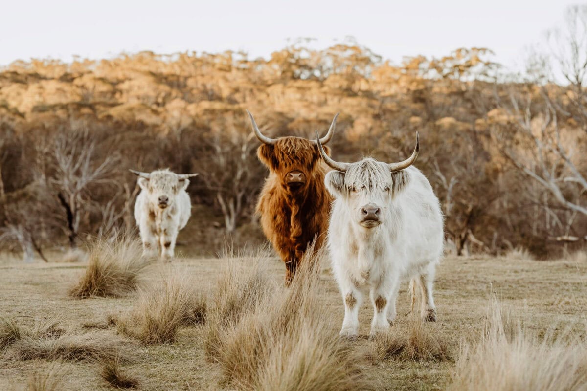 australijska farma Kallarroo