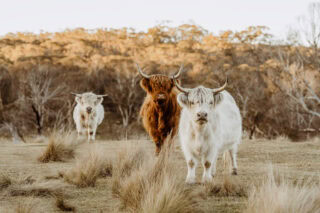 australijska farma Kallarroo