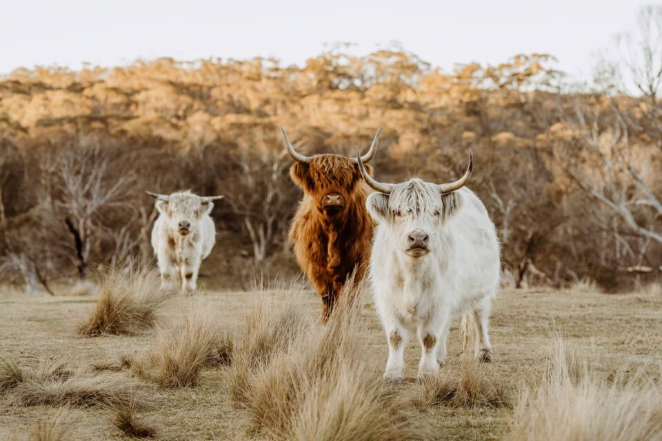 australijska farma Kallarroo