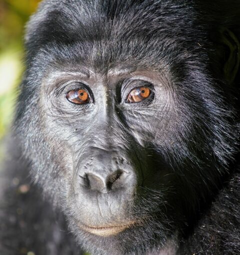 Bliskie ujęcie twarzy goryla górskiego w dżungli Bwindi, Uganda – emocjonalny moment podczas trekkingu.