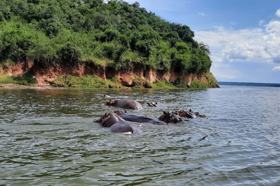 Grupa hipopotamów w rzece w Ugandzie przy wysokim brzegu porośniętym gęstą roślinnością dżungli.