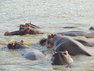 Kilka hipopotamów zanurzonych w wodzie rzeki w Ugandzie, widoczne są ich głowy i grzbiety.