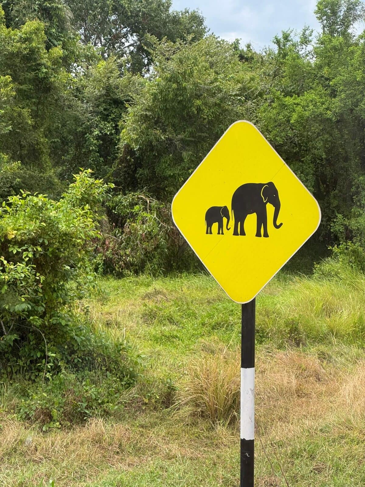 Znak ostrzegawczy przed słoniami przy drodze na Sri Lance