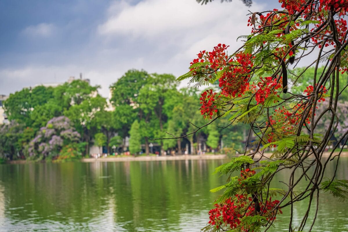 Jezioro Hoan Kiem w Hanoi z widokiem na zieloną wyspę i wieżę Żółwi, otoczone kwitnącymi gałęziami.