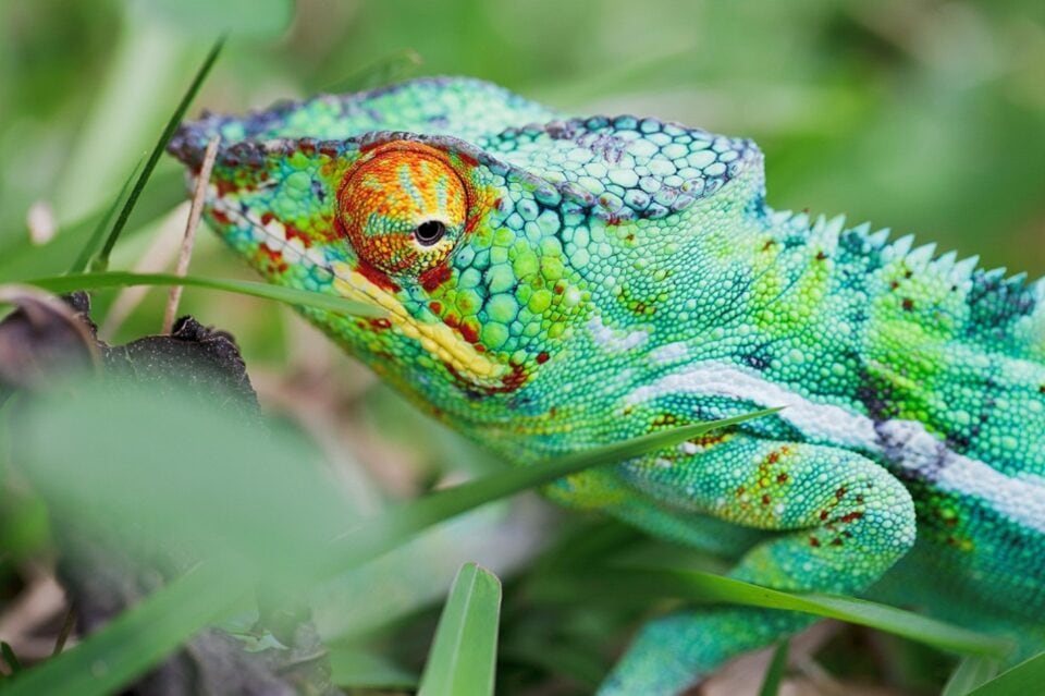 Barwny kameleon – unikalny gad występujący tylko na Madagaskarze