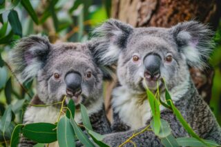 dwa koale jedzące liście eukaliptusa