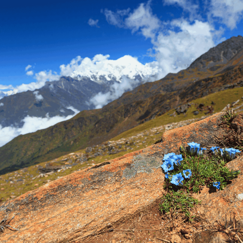 Błękitne kwiaty na skalistym zboczu z ośnieżonym szczytem Langtang Lirung w tle, widok z Doliny Langtang w Himalajach.