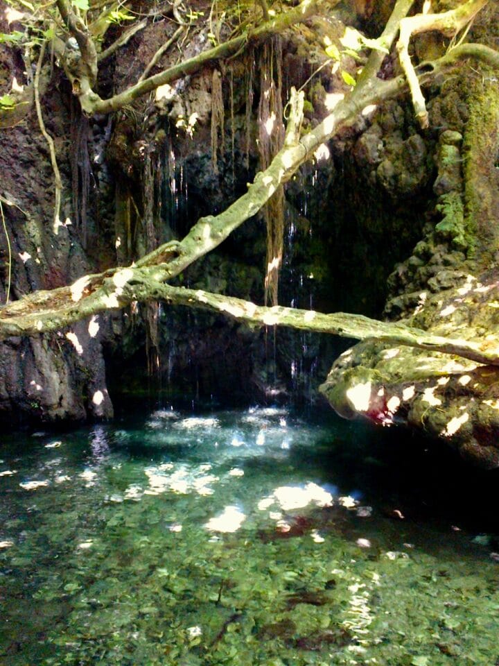 Łaźnie Afrodyty na Cyprze – małe naturalne jeziorko w grocie pod zwisającymi korzeniami drzew i gęstą roślinnością.