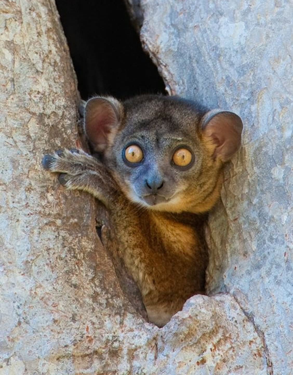 Endemiczny lemur Madagaskaru – spotkanie podczas wyprawy trekkingowej