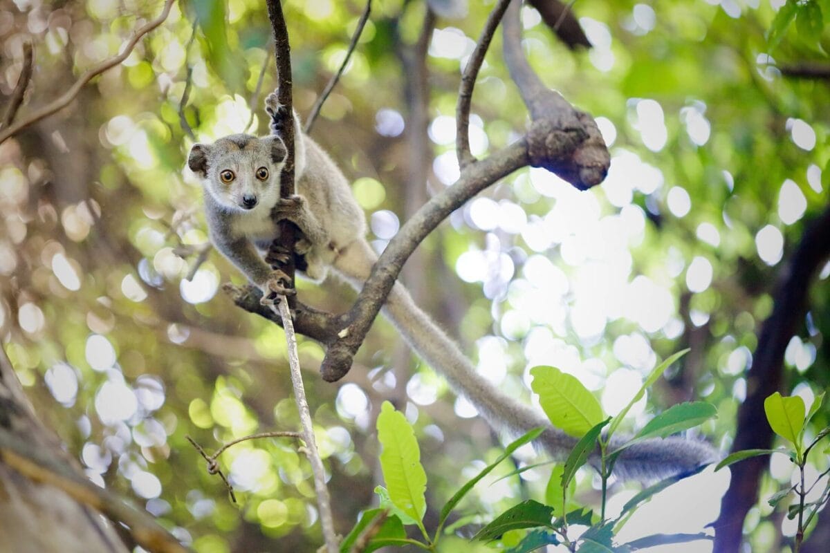 Lemur na gałęzi – endemiczny gatunek w naturalnym środowisku Madagaskaru