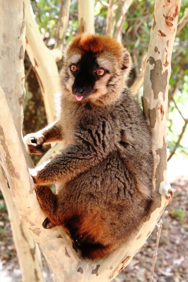 Lemur na drzewie – endemiczny gatunek Madagaskaru w naturalnym środowisku