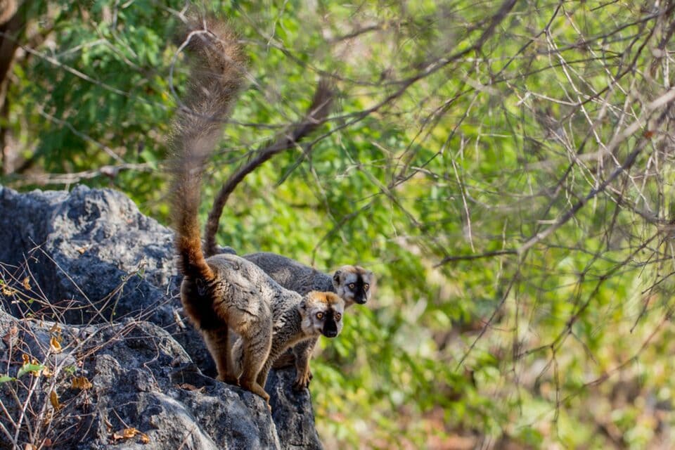 Obserwacja lemura w trakcie trekkingu – przygoda na Madagaskarze