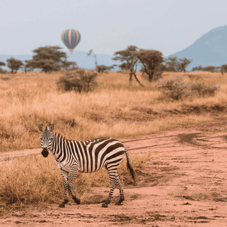 Zebra stojąca na piaszczystej drodze pośród złocistej sawanny w Parku Narodowym Tarangire w Tanzanii. W oddali jest widoczny balon na gorące powietrze uniesiony nad rozproszonymi drzewami.