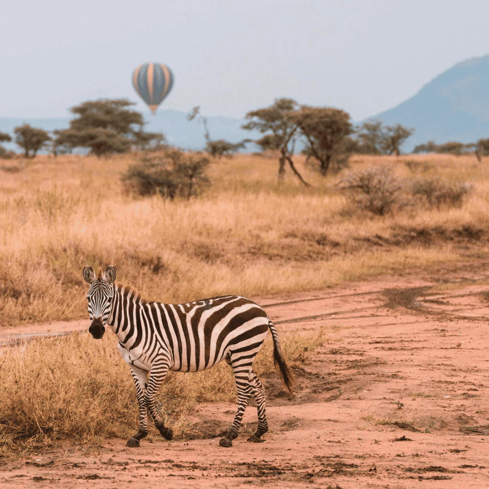 Zebra stojąca na piaszczystej drodze pośród złocistej sawanny w Parku Narodowym Tarangire w Tanzanii. W oddali jest widoczny balon na gorące powietrze uniesiony nad rozproszonymi drzewami.