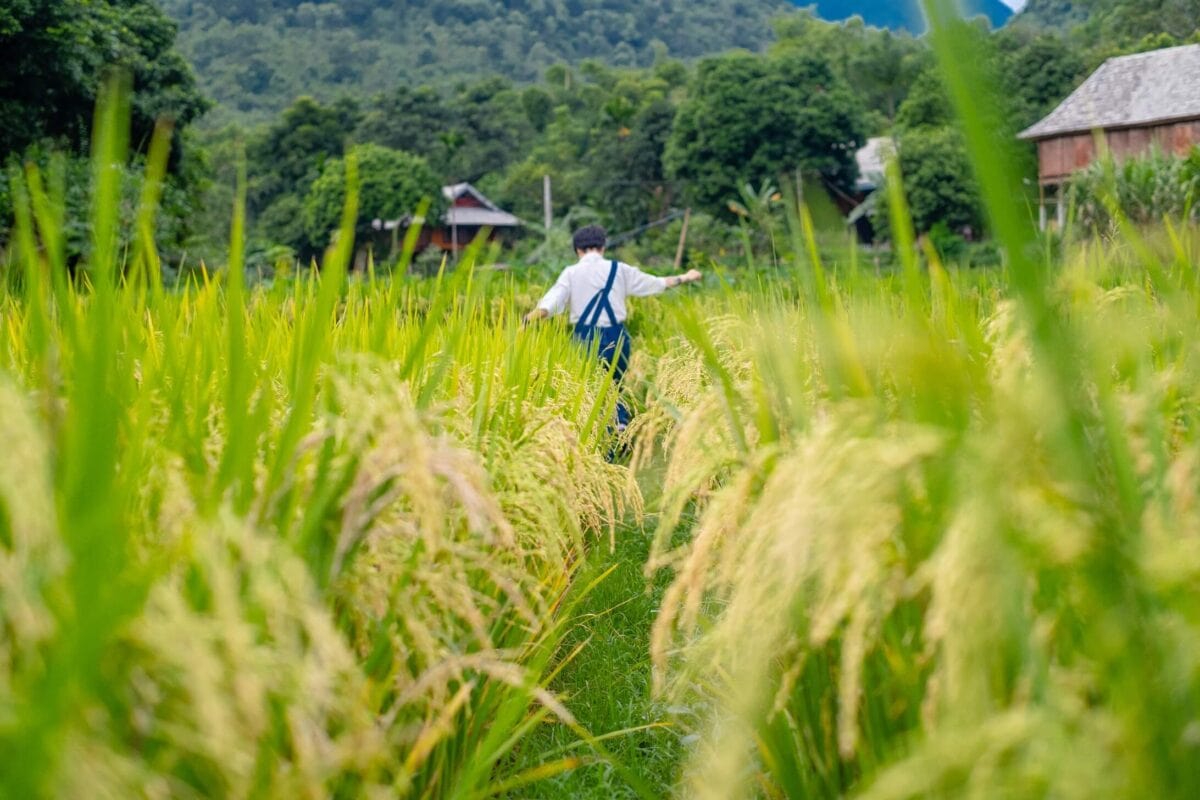 Pola ryżowe w Mai Chau w północnym Wietnamie z widocznym pracującym rolnikiem na tle gór.