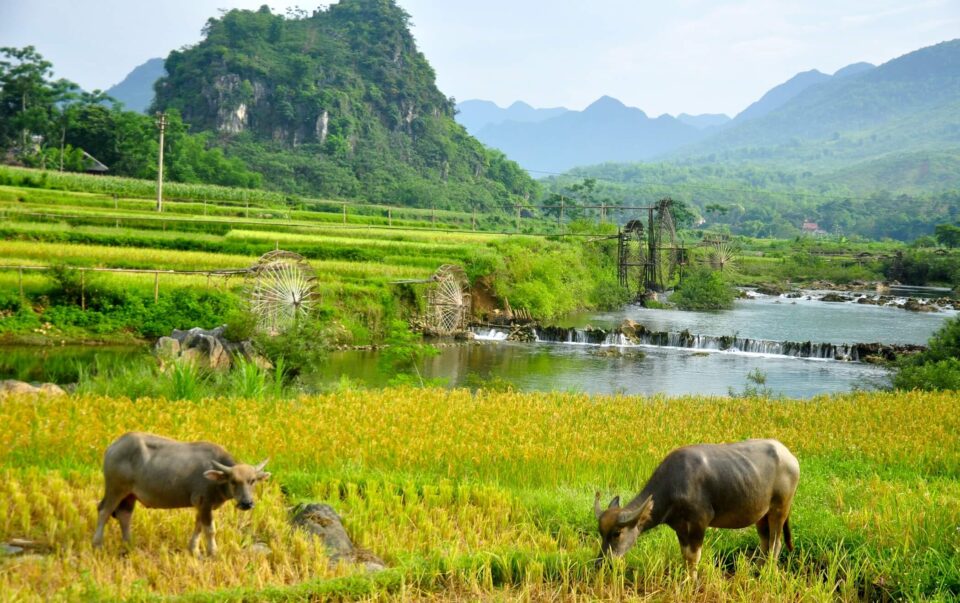 Bawoły pasące się na tarasach ryżowych w Pu Luong na tle gór północnego Wietnamu.
