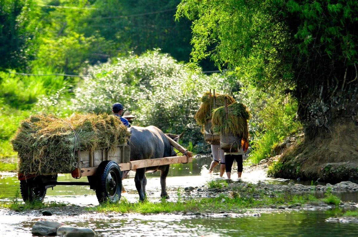 Rolnicy w Pu Luong prowadzą bawoły przez płytką rzekę, transportując plony wśród tropikalnej zieleni północnego Wietnamu.