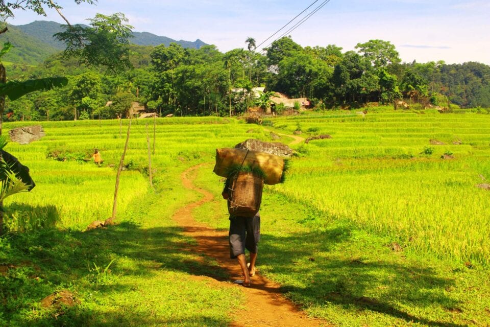 Rolnik idący ścieżką między polami ryżowymi w Pu Luong w północnym Wietnamie.