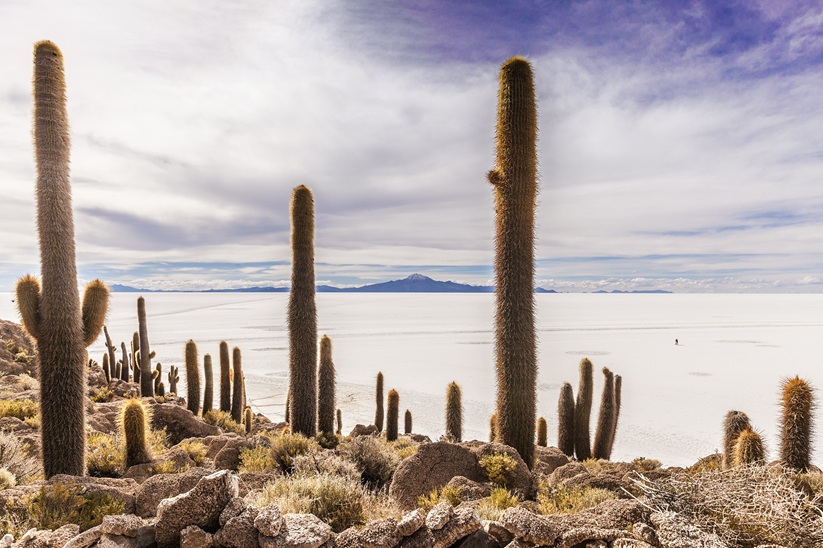 Wysokie kaktusy kolumnowe na skalistej wyspie Incahuasi na tle ogromnej, białej solnej pustyni Salar de Uyuni w Boliwii.