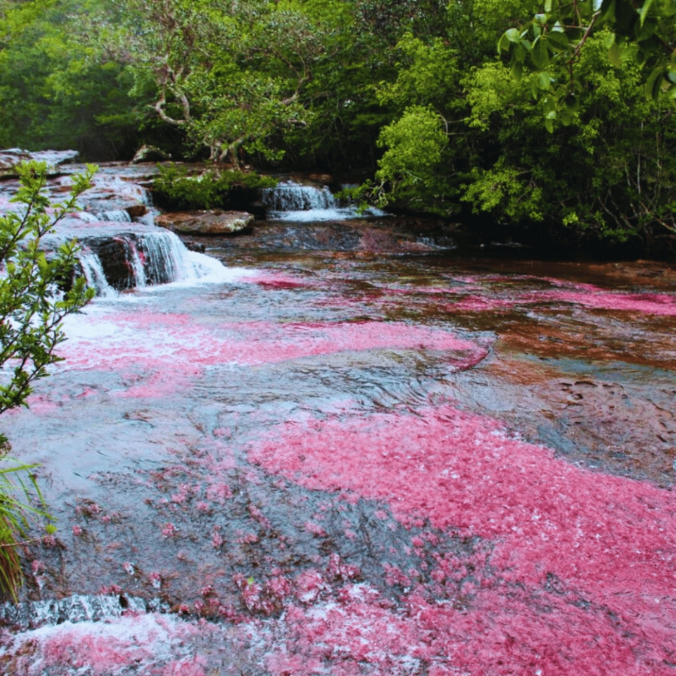 Rzeka z intensywnie czerwonym zabarwieniem spowodowanym przez endemiczne rośliny wodne, otoczona kaskadami i tropikalną roślinnością w regionie San José del Guaviare.