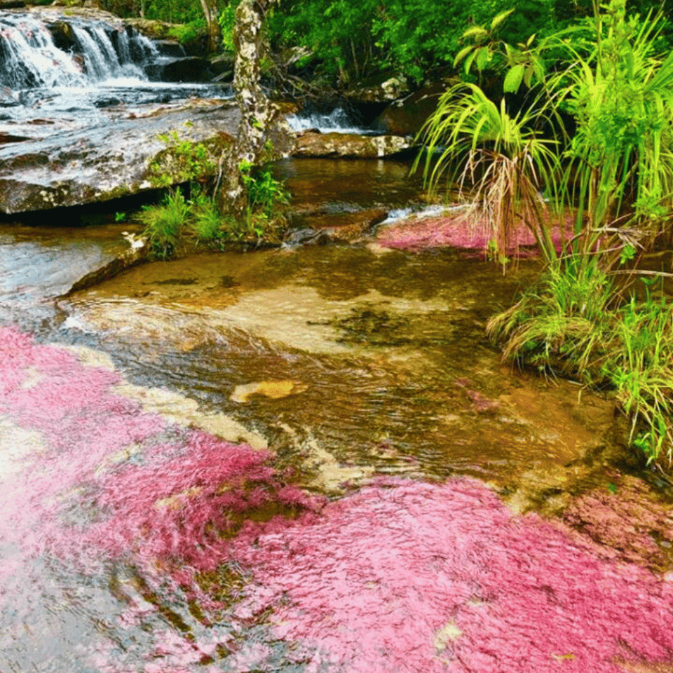 Zbliżenie na fragment rzeki z czerwonymi porostami i delikatnymi wodospadami, w scenerii bujnej kolumbijskiej dżungli w regionie San José del Guaviare.