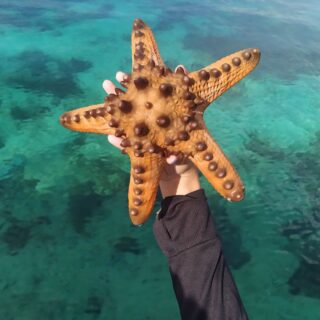Rozgwiazda podczas snorkelingu w Parku Narodowym 17 Wysp Koralowych, Flores, Indonezja