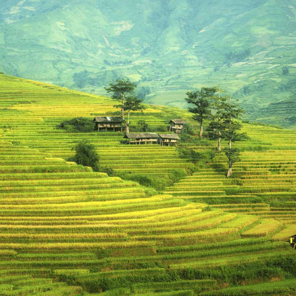 Złociste tarasy ryżowe z rozrzuconymi drewnianymi chatkami i wysokimi drzewami.