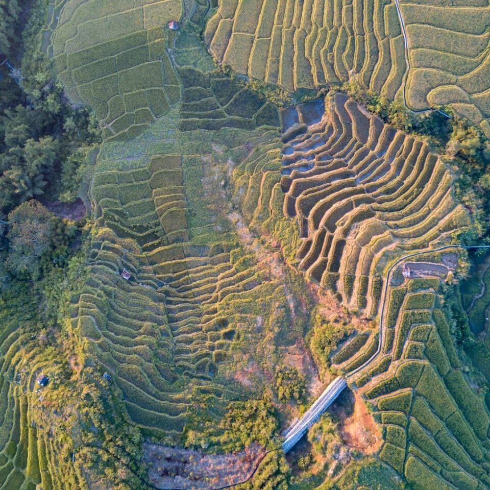 Tarasy ryżowe w Ruteng, Flores, Indonezja
