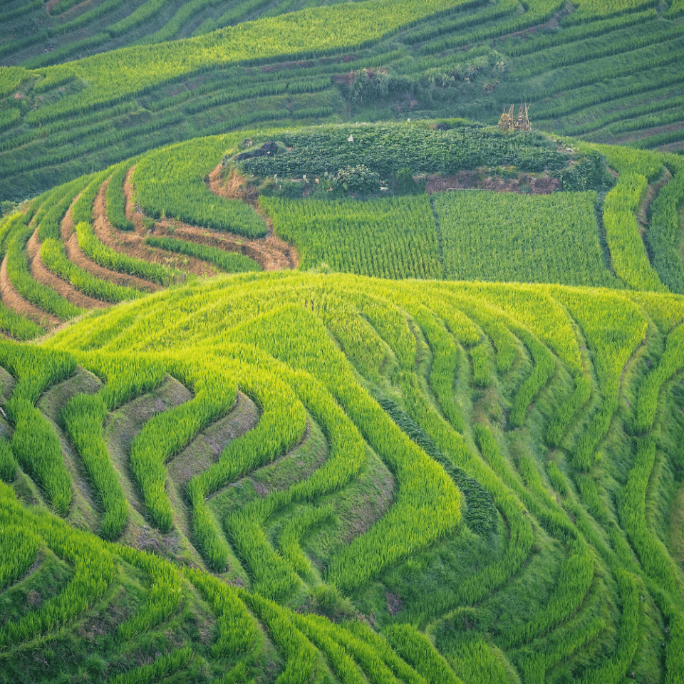 Tarasy ryżowe Longji wijące się po zboczach wzgórz, pełne zieleni i światłocienia.