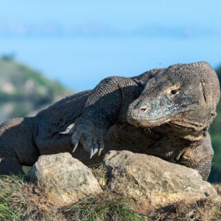 Waran z Komodo w naturalnym środowisku, wyspa Komodo, Flores, Indonezja