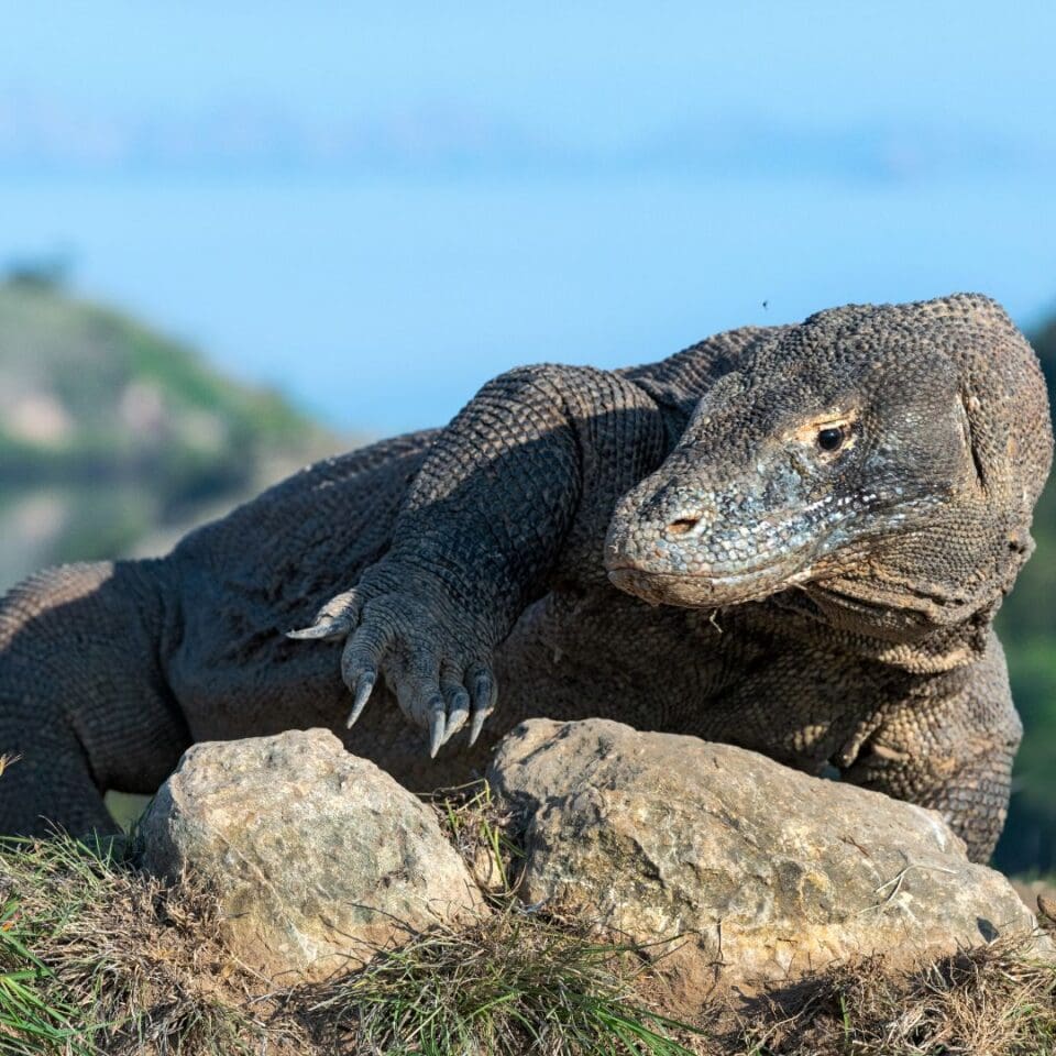 Waran z Komodo w naturalnym środowisku, wyspa Komodo, Flores, Indonezja
