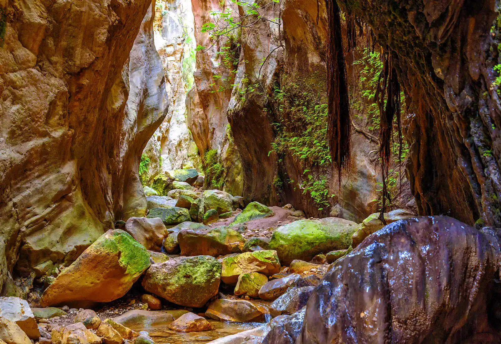 Wnętrze Wąwozu Avakas na Cyprze – monumentalne ściany skalne i omszałe głazy na dnie kanionu.