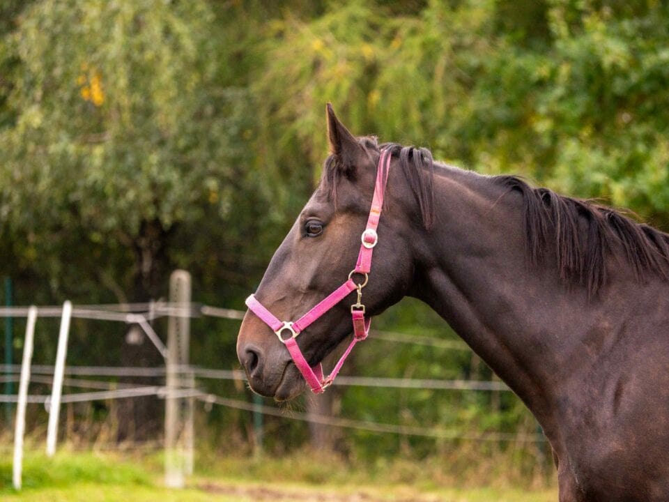 Weekend z końmi w beskidach, konie