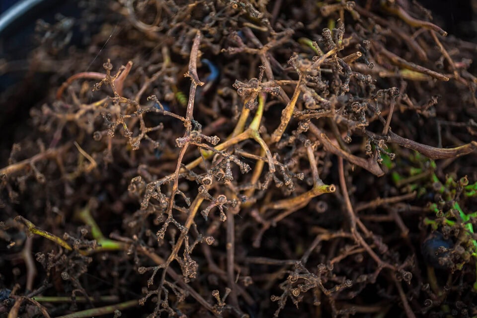 Winogrona po zbiorach w Winnicy Agat na Pog&oacute;rzu Kaczawskim &ndash; jedynej winnicy w Polsce na stoku wygasłego wulkanu