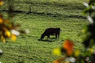 Krowa na łące w otoczeniu wzgórz Pogórza Kaczawskiego – okolice agroturystyki Winnica Agat w Sokołowcu